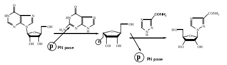 酶促法的合成路线